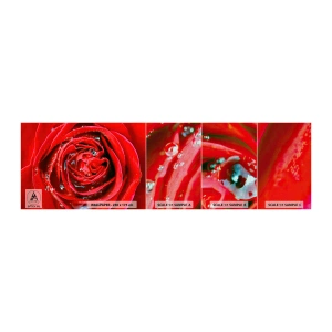 Fototapeten Muster Premium Canvas - In den Tautropfen - Blumen, Rote Rose, Liebe - 100x30 cm