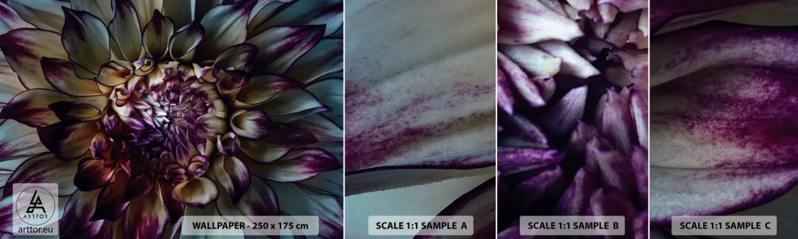 Fototapetenmuster Standard Eco - Die Blütezeit der Jugend - Blumen, Dahlie, Blühende Blumen - 100x30 cm