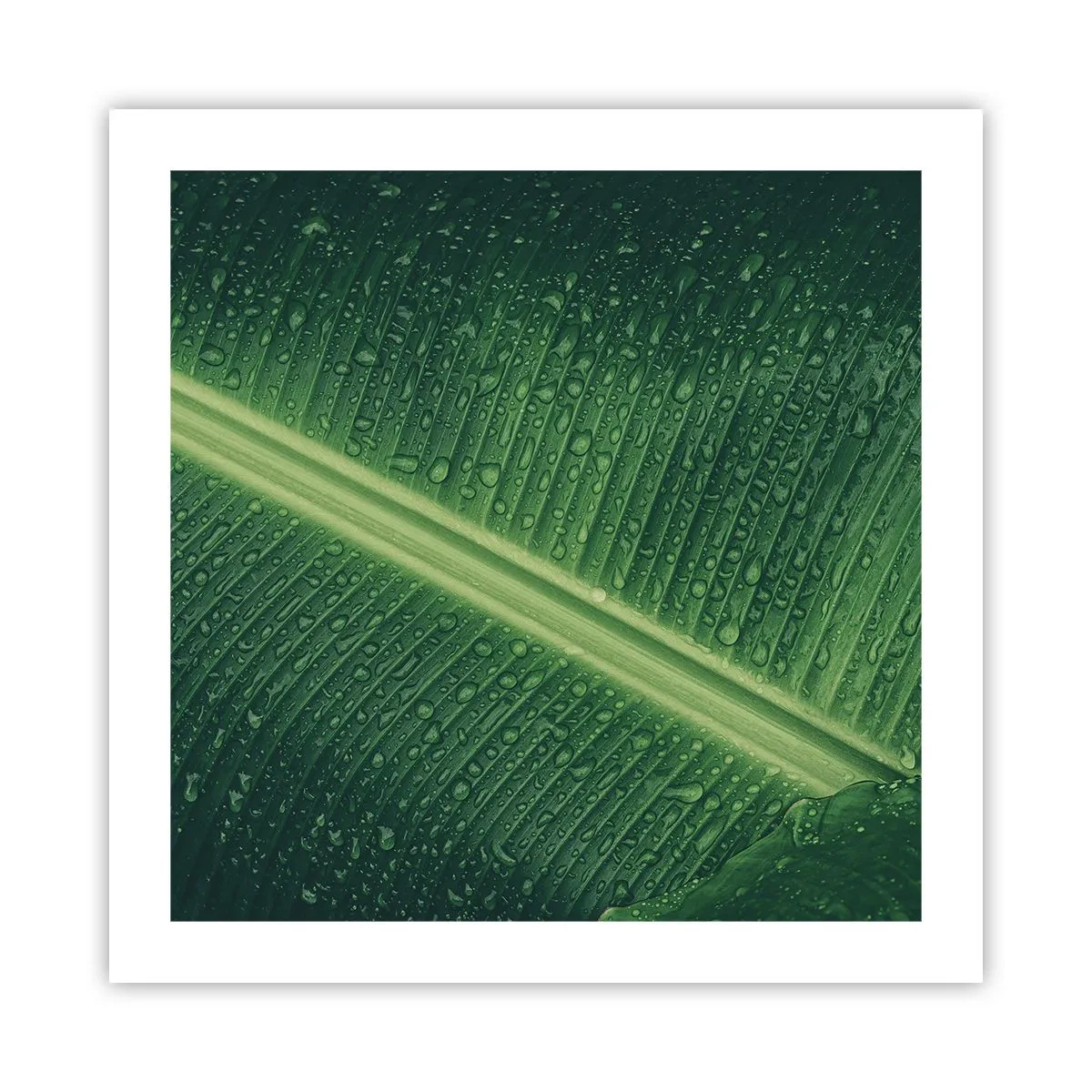 Poster - Die Struktur des Grüns - 50x50 cm