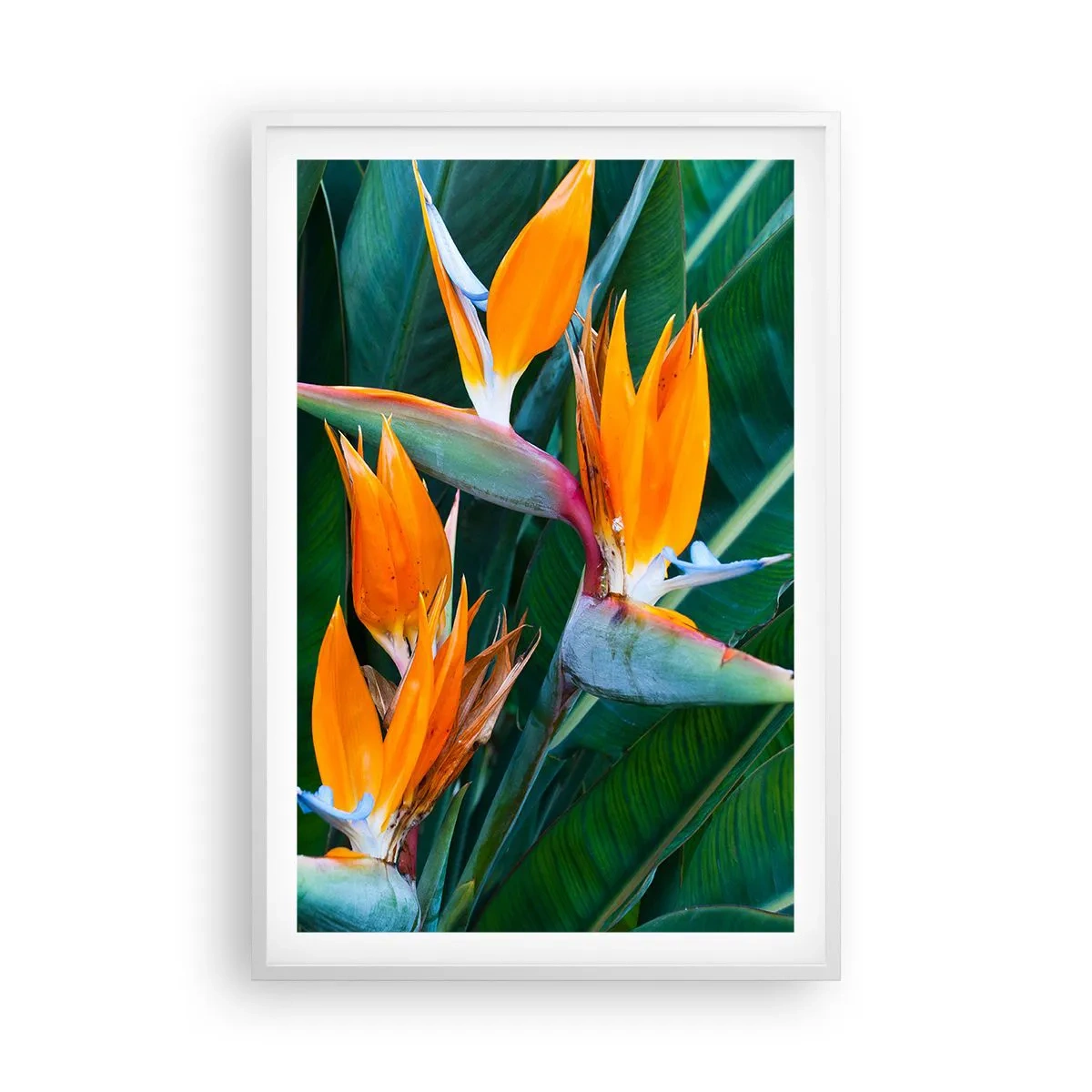 Poster in einem weißen Rahmen - Ist es eine Blume oder ist es ein Vogel? - 61x91 cm