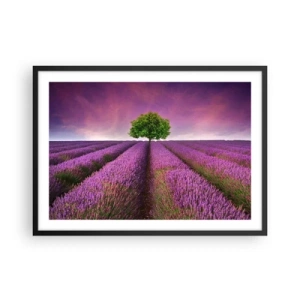 Poster in einem schwarzem Rahmen - Ein Lavendelfeld mit einem einsamen Baum und einem violetten Himmel - 70x50cm - Auf Lavendelfeldern - Moderne Wanddekoration für Wohnzimmer und Schlafzimmer ARTTOR