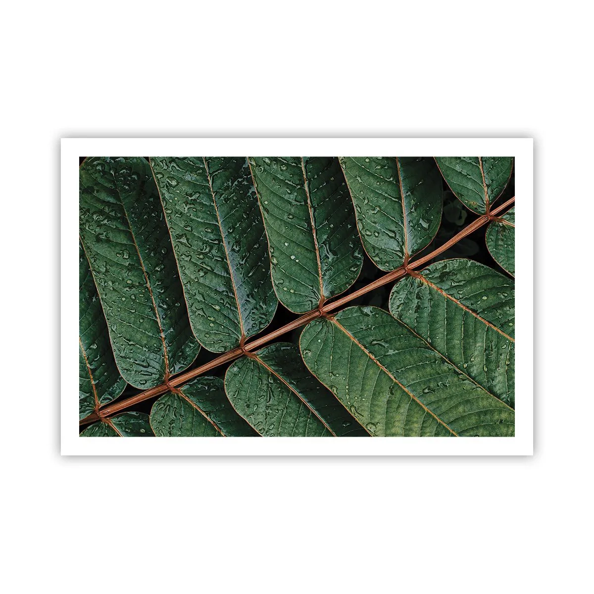 Poster - Im grünen Rhythmus - 91x61 cm