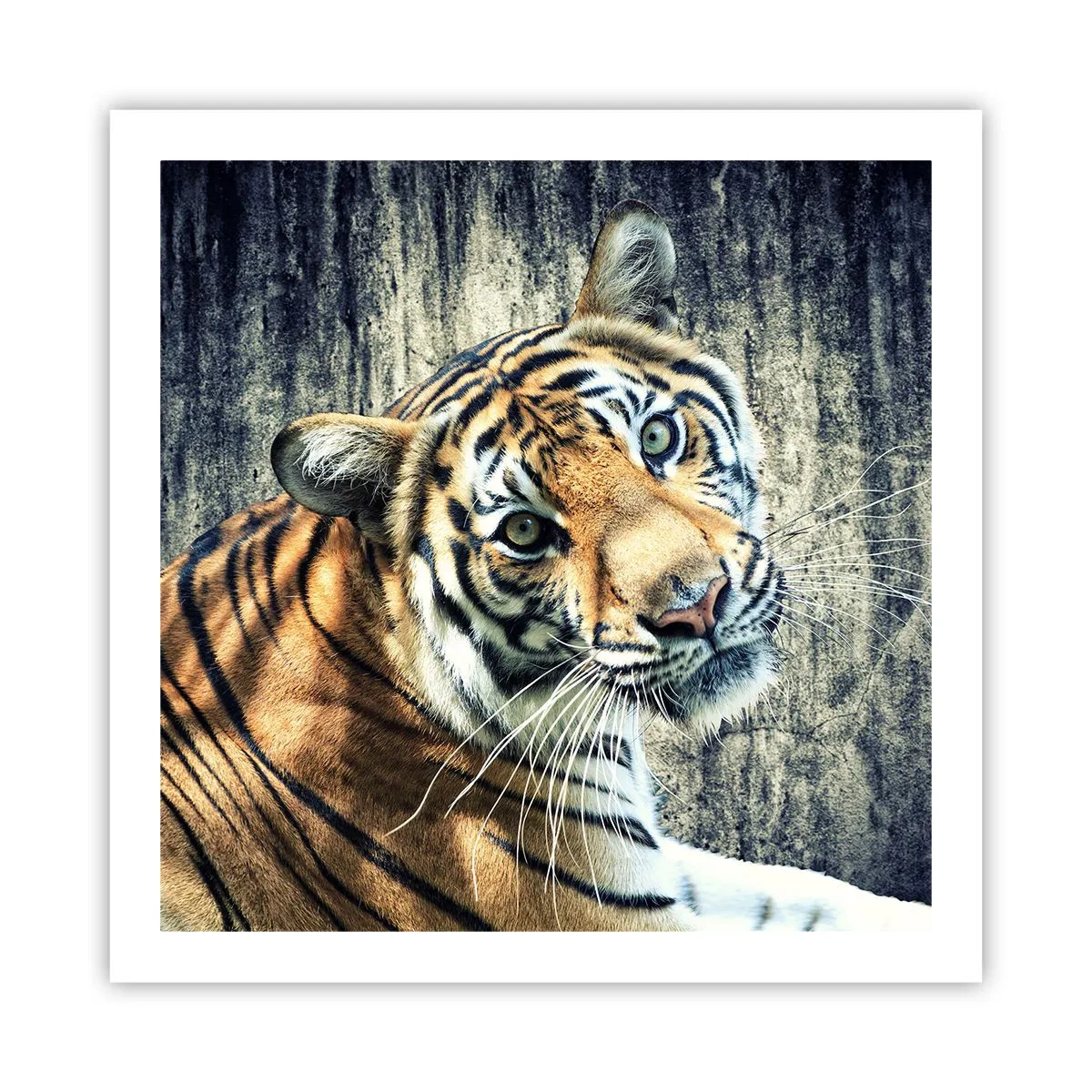 Poster - Portrait in Lichtstrahlen - 60x60 cm