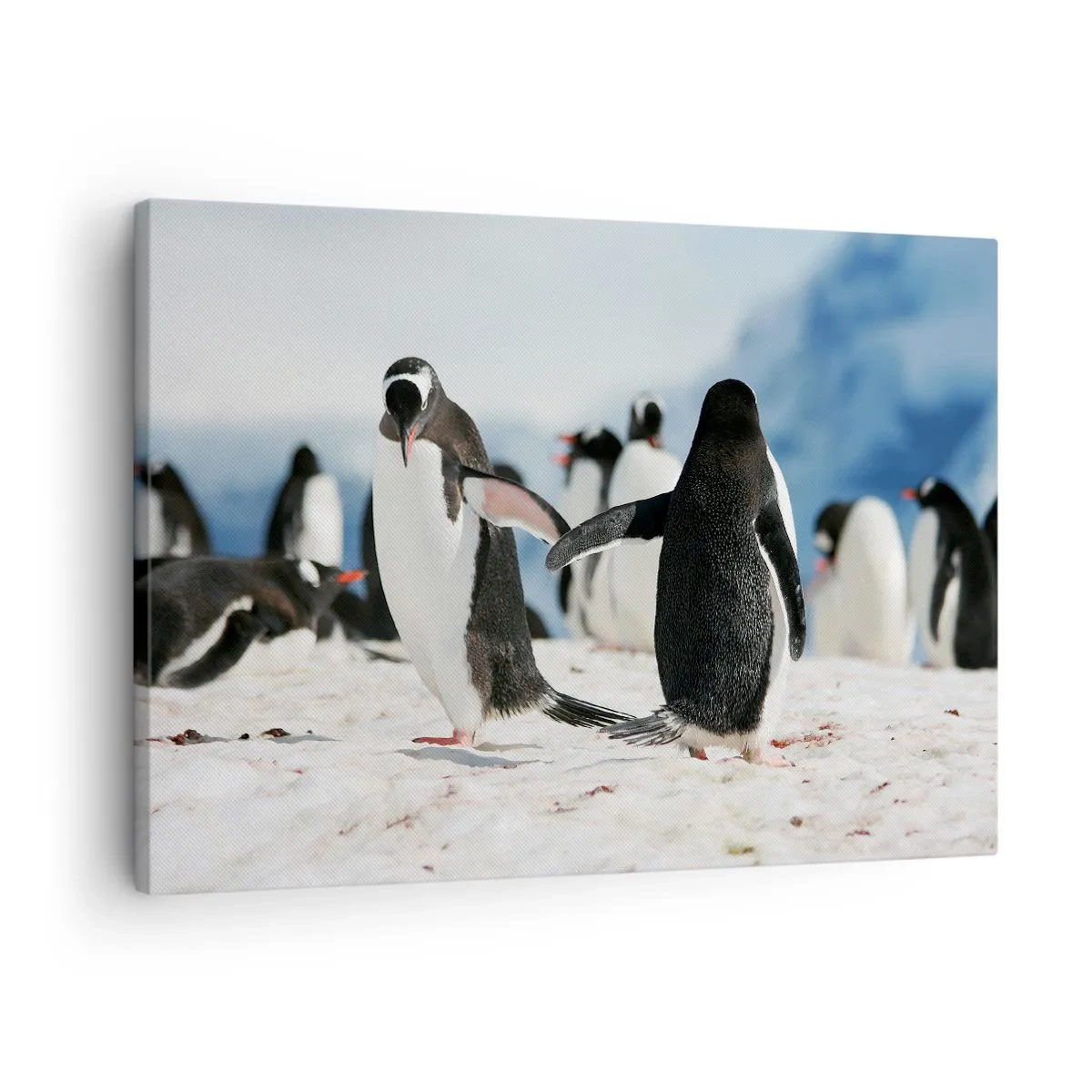 Bild auf Leinwand - Leinwandbild - Eine Gruppe Pinguine im Schnee in einer antarktischen Landschaft - 70x50cm - Tanzen im Schnee - Moderne Wanddekoration für Wohnzimmer und Schlafzimmer ARTTOR