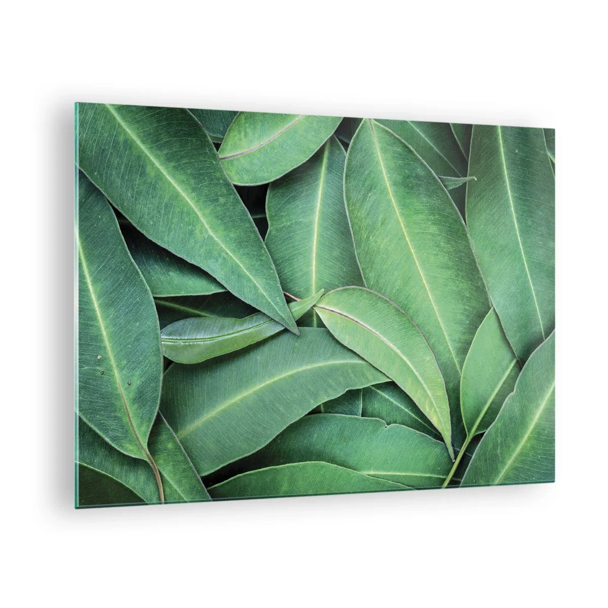 Glasbild - Bild auf glas - Nahaufnahme von in Schichten angeordneten grünen Blättern - 70x50cm - Saftig und frisch - Moderne Wanddekoration für Wohnzimmer und Schlafzimmer ARTTOR