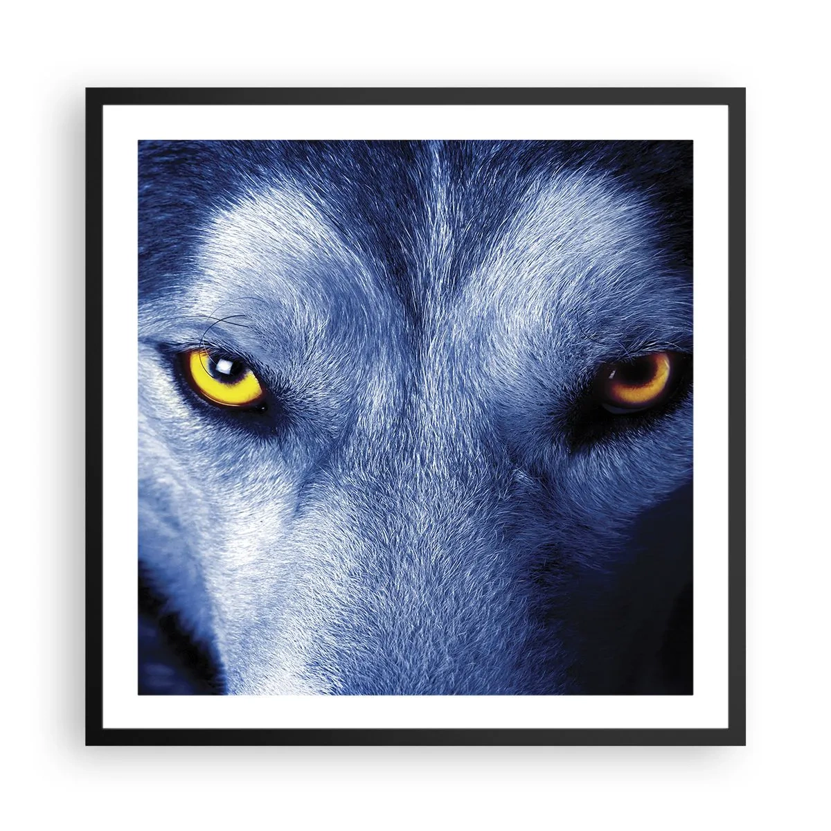 Poster in einem schwarzem Rahmen - Faszinierender Blick - 60x60 cm