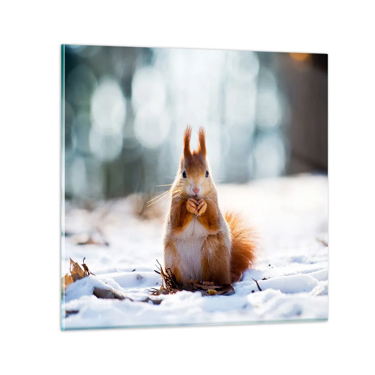 Glasbild - Bild auf glas - Wo schaust du hin? - 50x50 cm