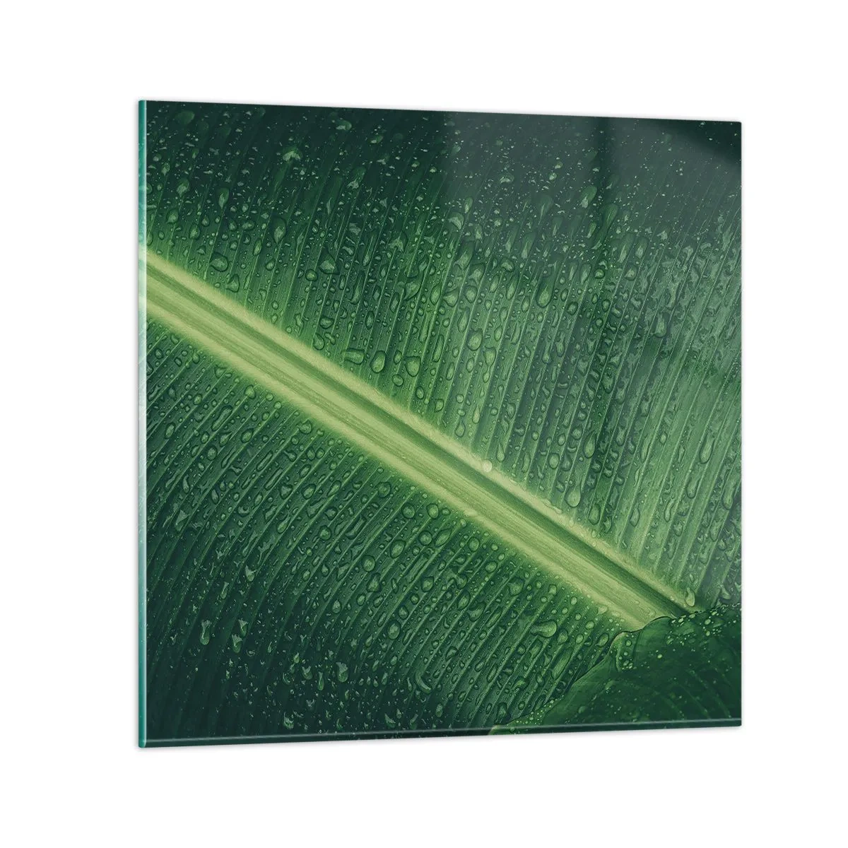 Glasbild - Bild auf glas - Die Struktur des Grüns - 30x30 cm