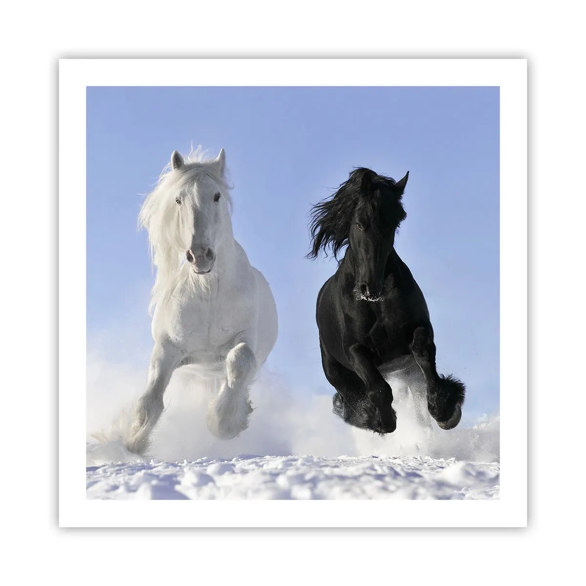 Poster - Schwarz-Weiß-Galopp - 60x60 cm