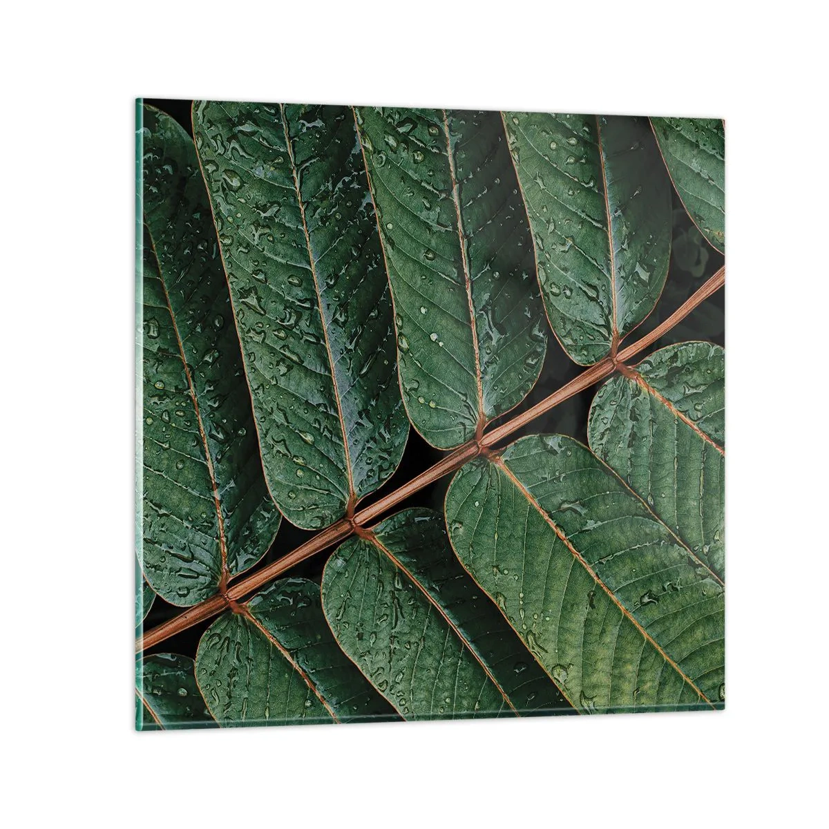 Glasbild - Bild auf glas - Im grünen Rhythmus - 30x30 cm