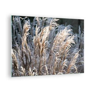 Glasbild - Bild auf glas - Gefrorene Gräser in der Wintersonne - 70x50cm - Gekleidet mit Frost - Moderne Wanddekoration für Wohnzimmer und Schlafzimmer ARTTOR