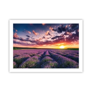 Poster - Lavendel Welt - 70x50 cm