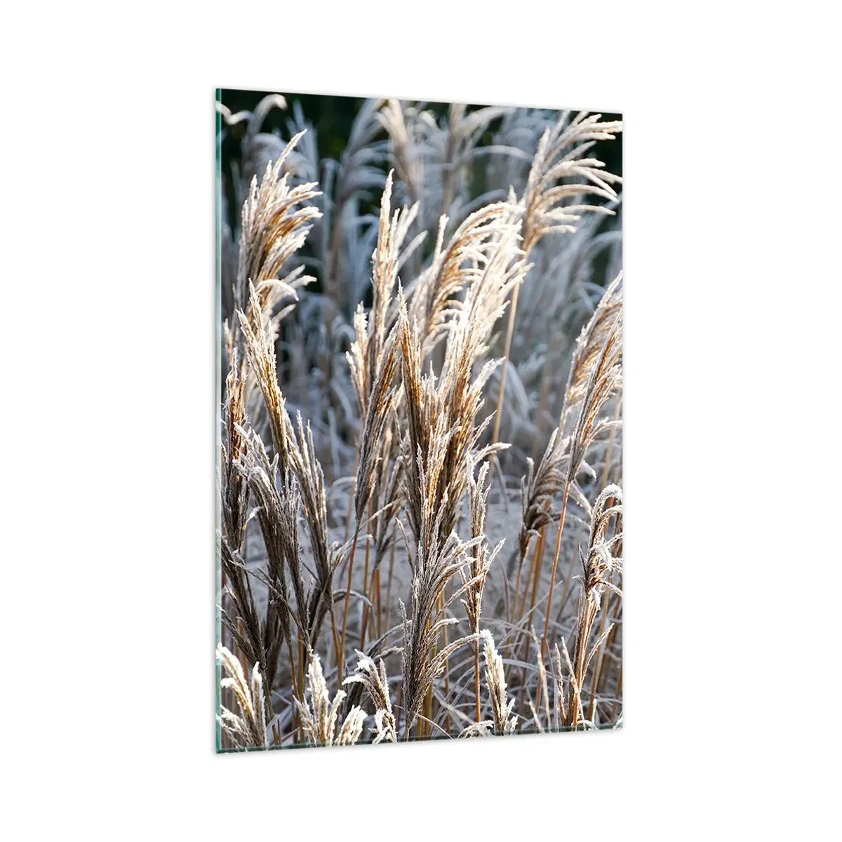 Glasbild - Bild auf glas - Winterliche Grashalme mit Frost bedeckt vor einem dunkelgrünen Hintergrund - 80x120cm - Gekleidet mit Frost - Moderne Wanddekoration für Wohnzimmer und Schlafzimmer ARTTOR