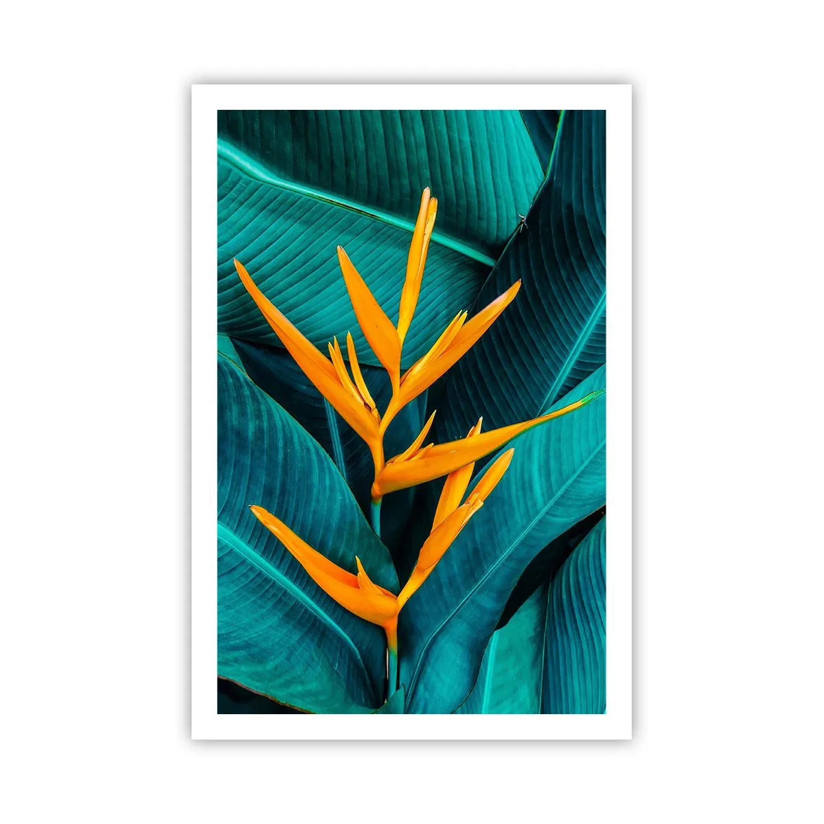 Poster - Eden-Blume - 61x91 cm