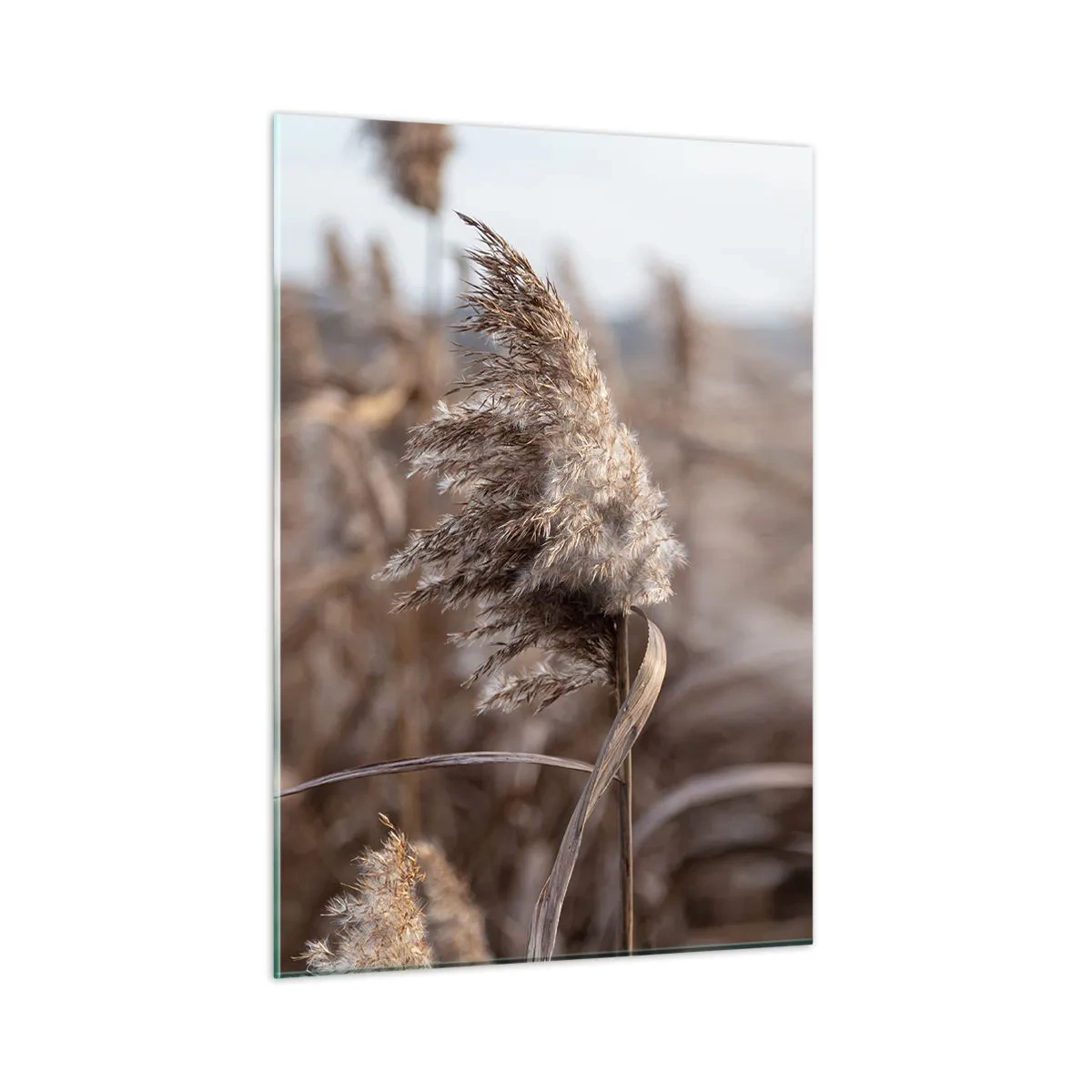 Glasbild - Bild auf glas - Nahaufnahme von trockenem Gras, das im Wind schwankt - 50x70cm - Zeit, mit dem Wind zu gehen - Moderne Wanddekoration für Wohnzimmer und Schlafzimmer ARTTOR