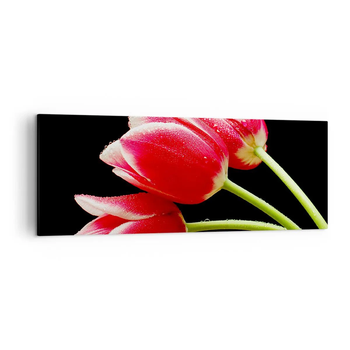 Bild auf Leinwand - Leinwandbild - Rote Tulpen mit Tautropfen auf schwarzem Hintergrund - 140x50cm - Ein Versprechen der reinen Liebe - Moderne Wanddekoration für Wohnzimmer und Schlafzimmer ARTTOR