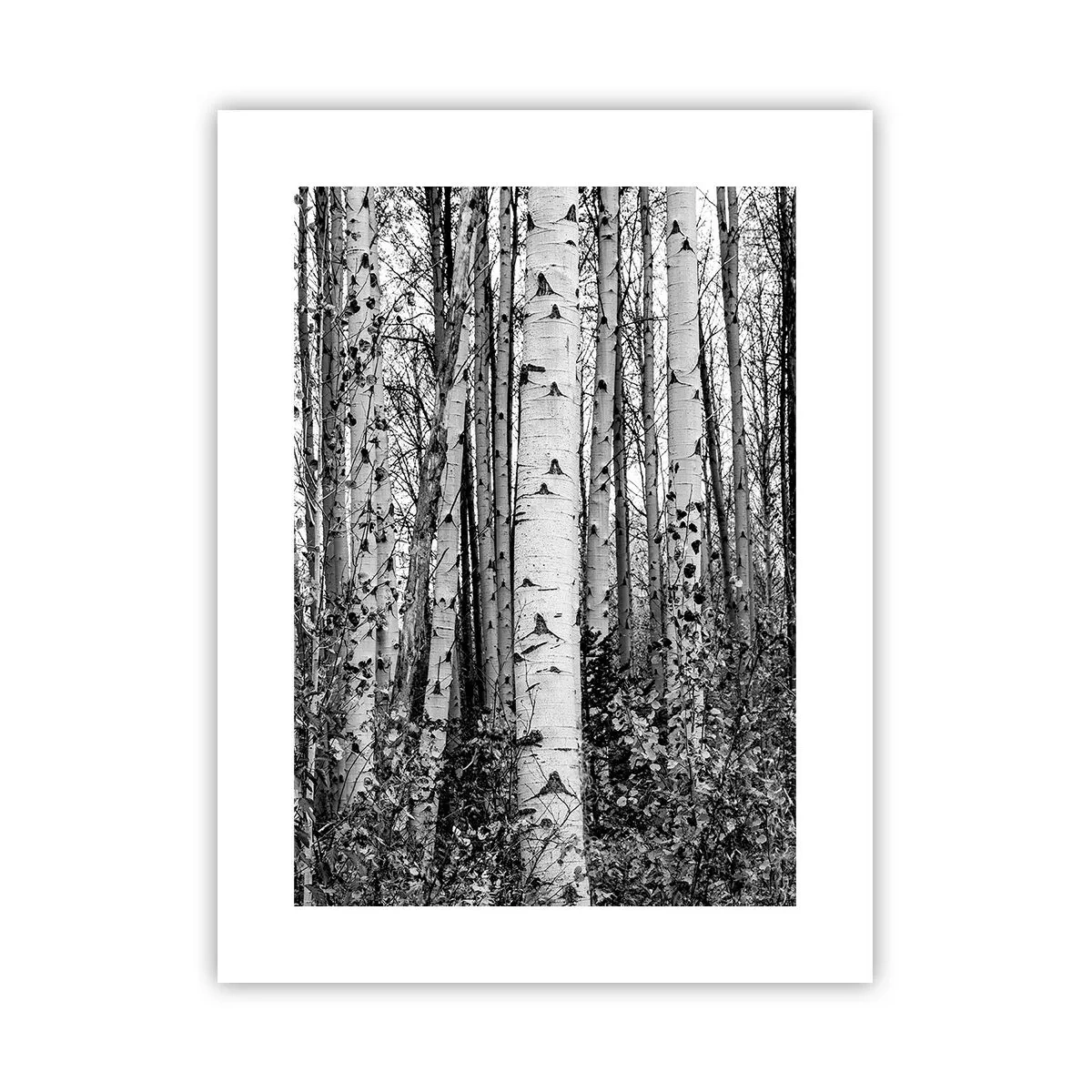 Poster - Birkenkolonnade - 30x40 cm