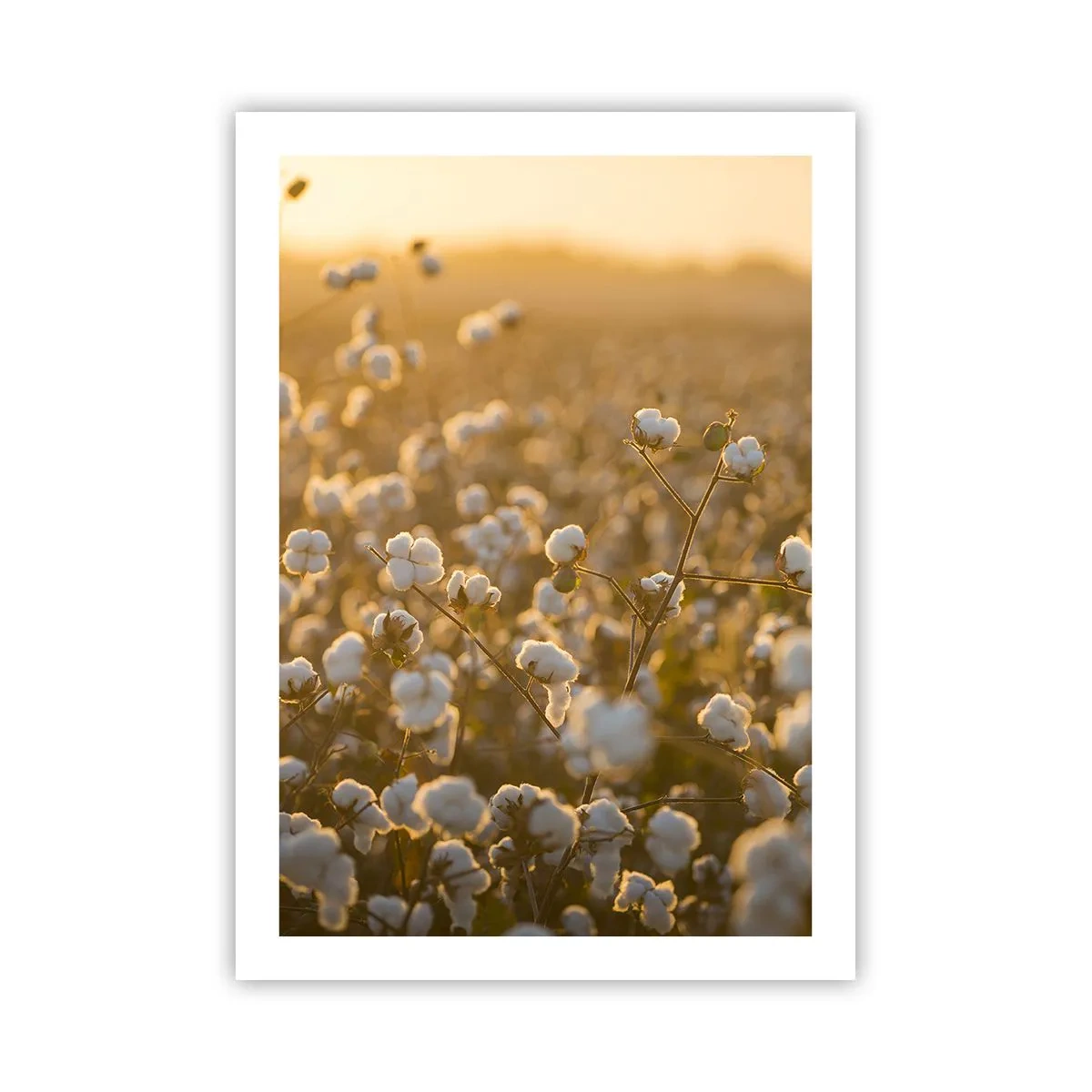 Poster - Ein Baumwollfeld im warmen Licht der untergehenden Sonne - 50x70cm - Fluffiges Feld - Moderne Wanddekoration für Wohnzimmer und Schlafzimmer ARTTOR