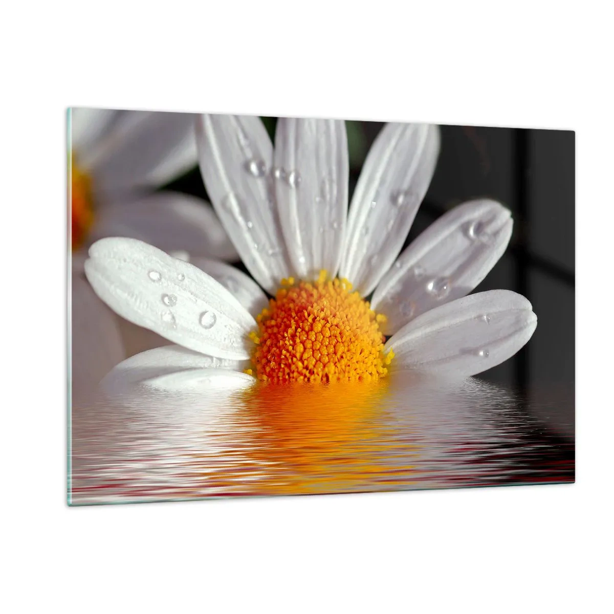 Glasbild - Bild auf glas - Ein Gänseblümchen mit Wassertropfen, die sich im Wasser spiegeln - 120x80cm - Die aufgehende Sonne der Gänseblümchen - Moderne Wanddekoration für Wohnzimmer und Schlafzimmer ARTTOR