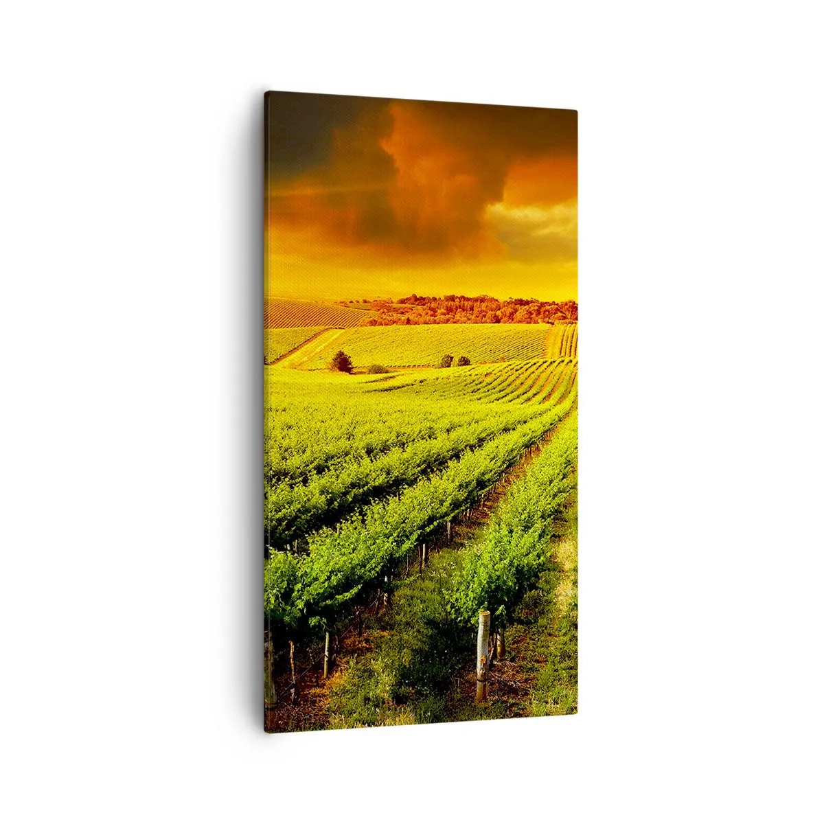 Bild auf Leinwand - Leinwandbild - Unter der australischen Sonne - 55x100 cm