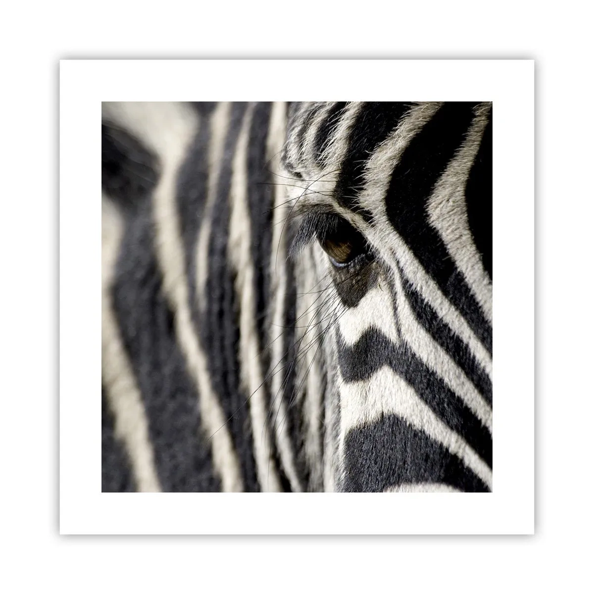 Poster - Gestreiftes Porträt - 40x40 cm