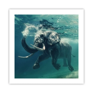 Poster - Jeder schwimmt gerne - 50x50 cm