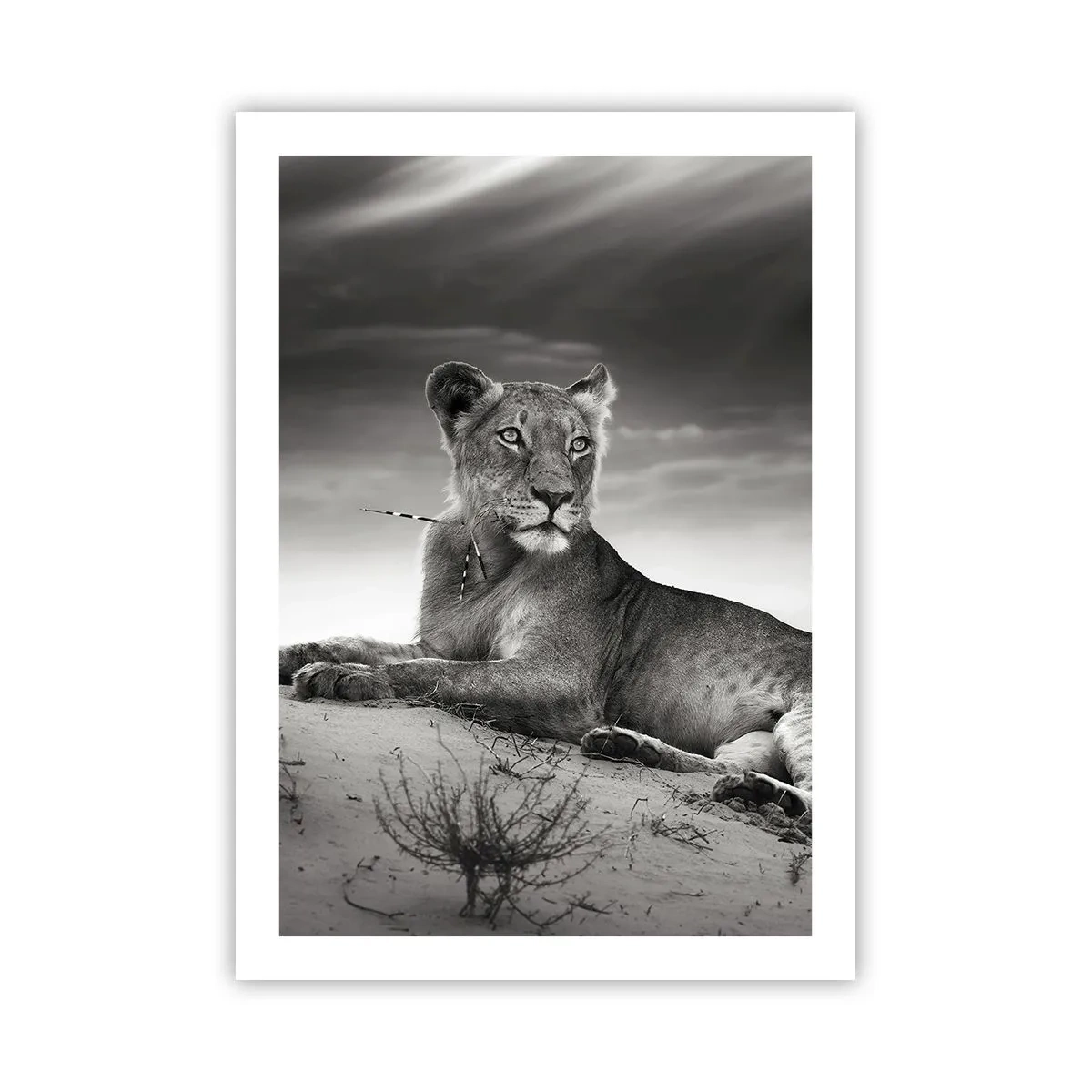 Poster - Schwarz-Weiß-Porträt eines Löwen, der in der Wüste ruht - 50x70cm - Die Königin der Wüstenruhe - Moderne Wanddekoration für Wohnzimmer und Schlafzimmer ARTTOR