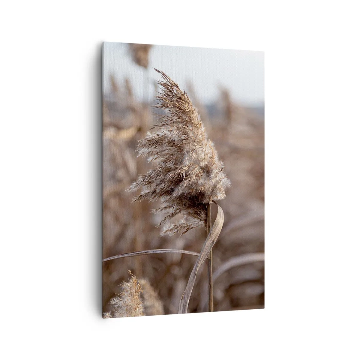 Bild auf Leinwand - Leinwandbild - Zarte Gräser in Beigetönen vor dem Hintergrund der Natur - 80x120cm - Zeit, mit dem Wind zu gehen - Moderne Wanddekoration für Wohnzimmer und Schlafzimmer ARTTOR