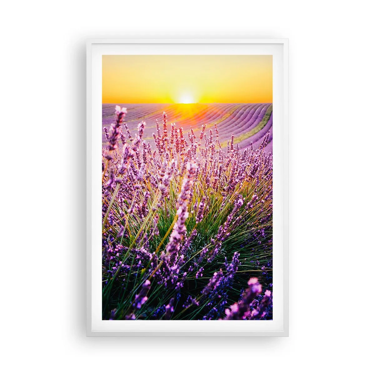 Poster in einem weißen Rahmen - Duftende Kornfelder - 61x91 cm