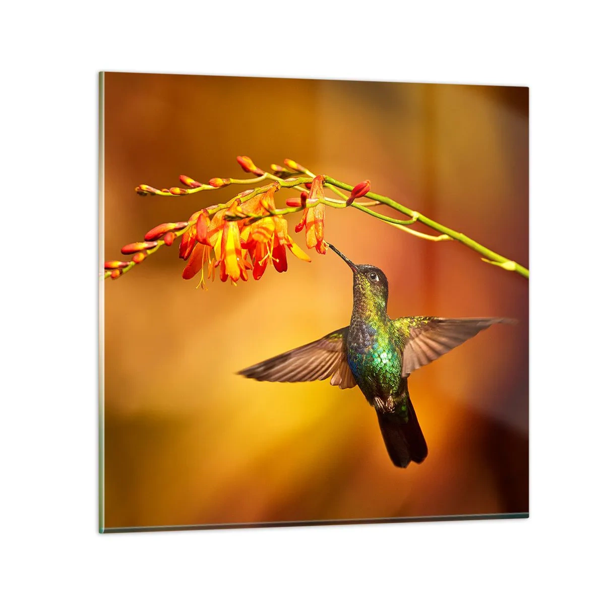 Glasbild - Bild auf glas - Ein Lichtbote nach den Maya - 30x30 cm