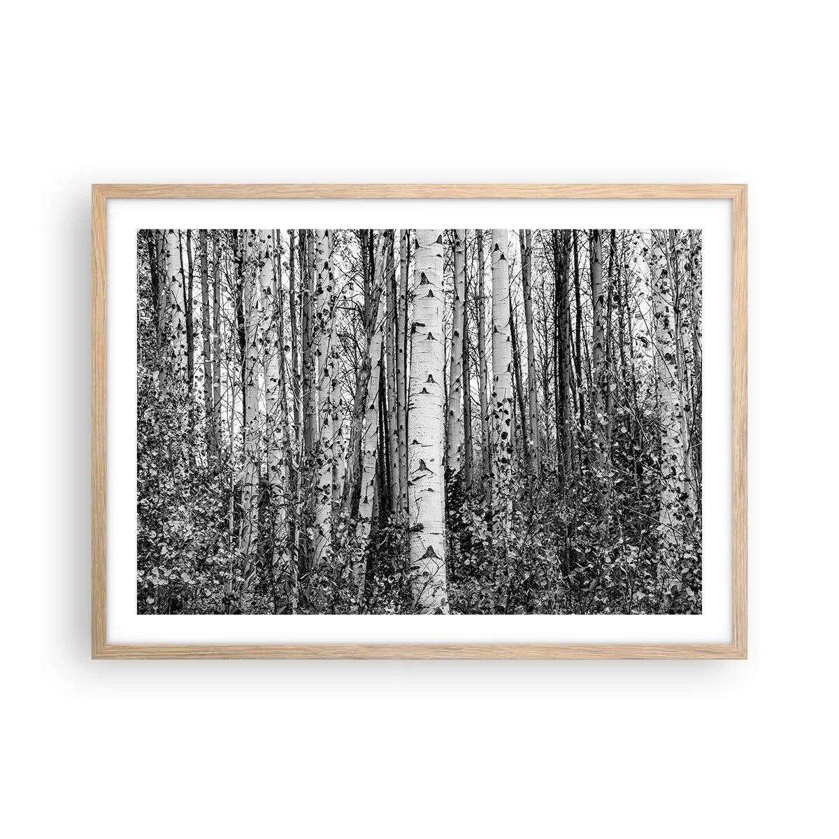 Poster in einem Rahmen aus heller Eiche - Birkenkolonnade - 70x50 cm