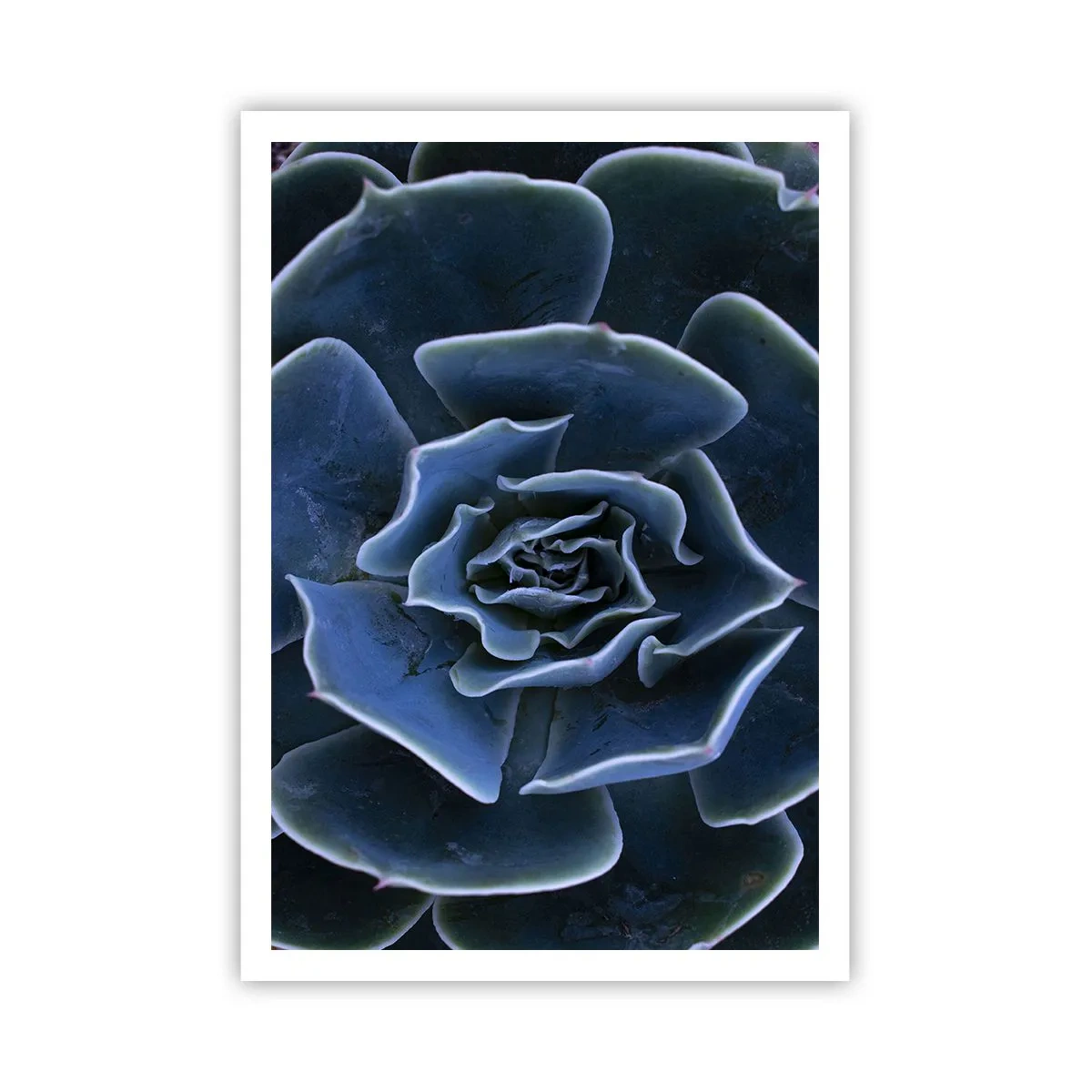 Poster - Wüstenblume - 70x100 cm