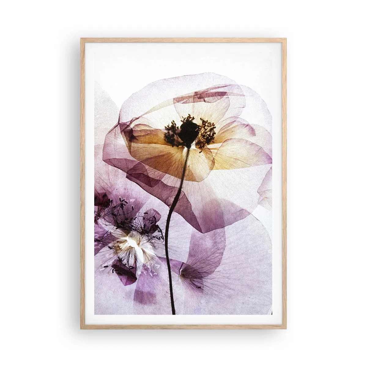 Poster in einem Rahmen aus heller Eiche - Transparente Körperblumen - 70x100 cm