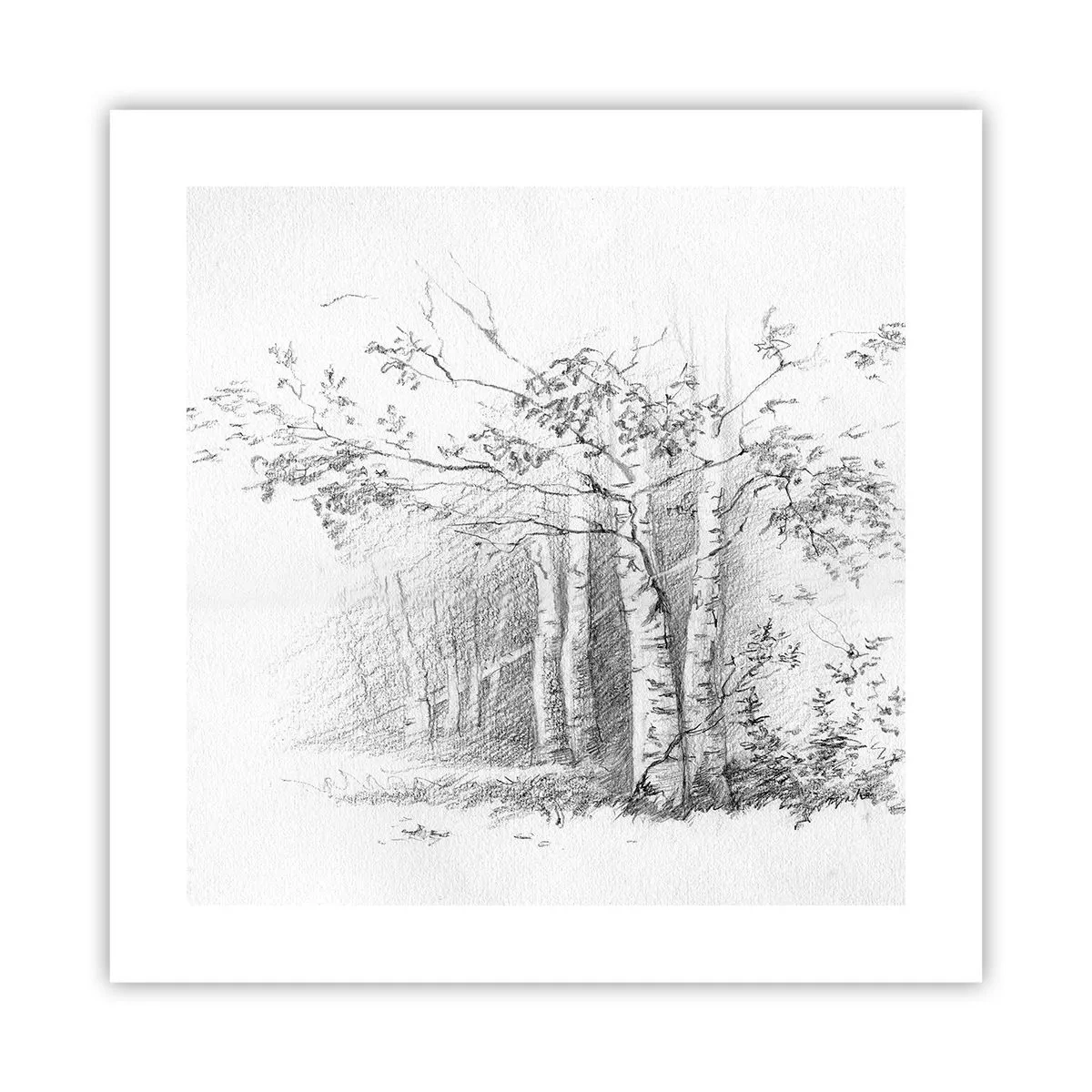 Poster - Das Licht des Birkenwaldes - 40x40 cm