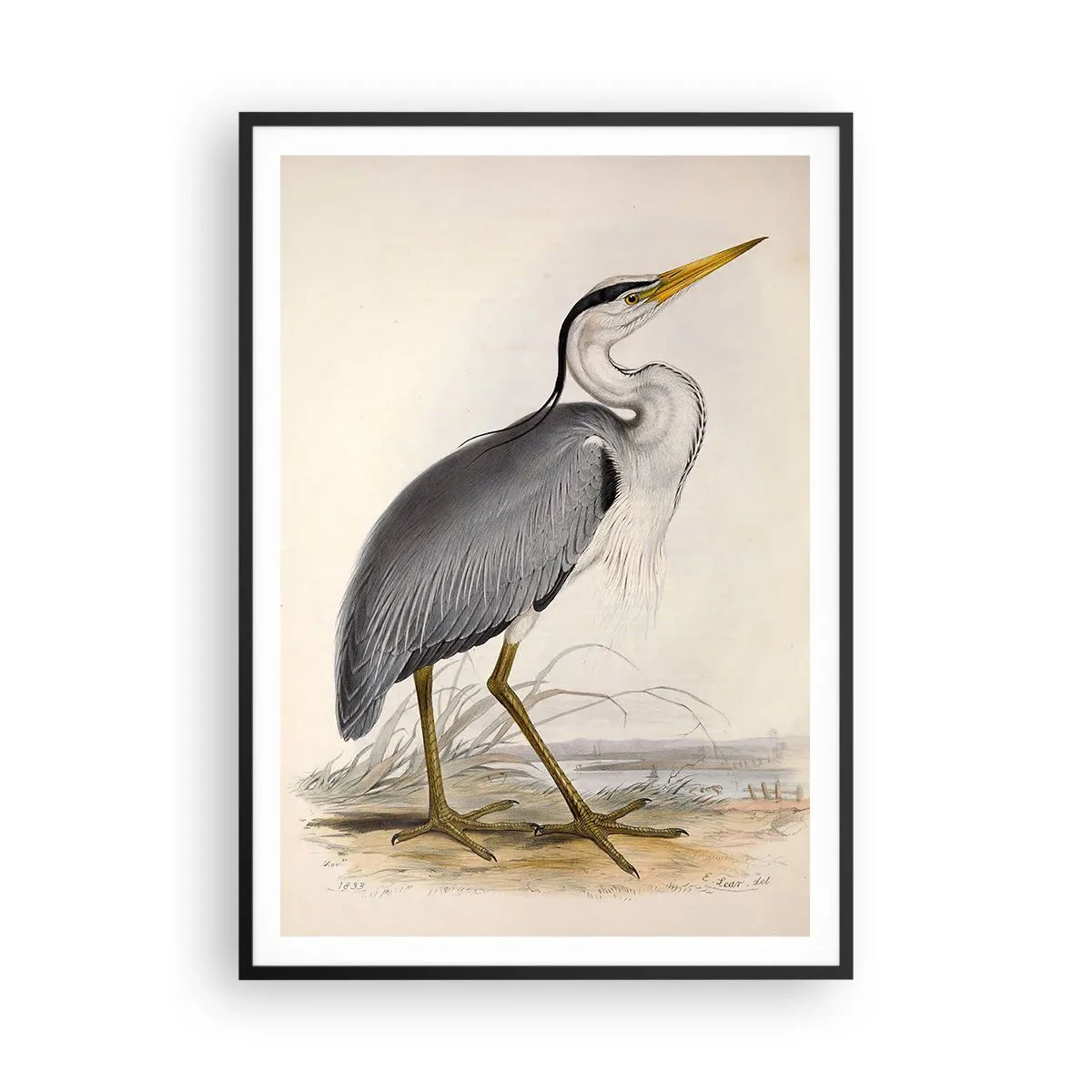 Poster in einem schwarzem Rahmen - Reiher Gnade - 70x100 cm