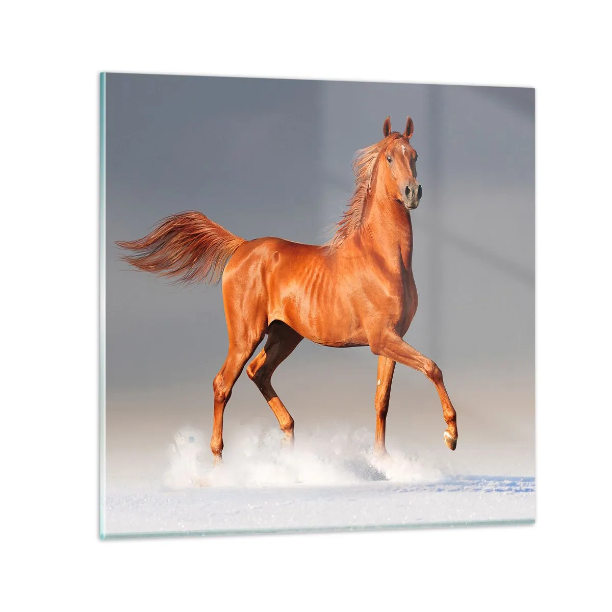 Glasbild - Bild auf glas - Tanzende Anmut - 70x70 cm