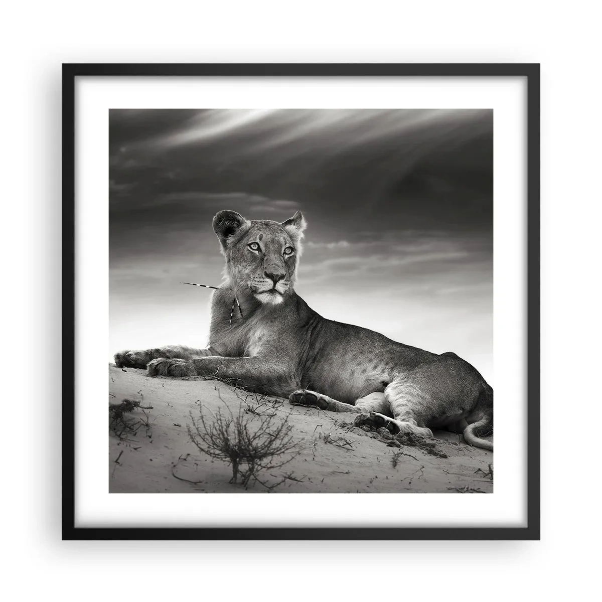 Poster in einem schwarzem Rahmen - Die Königin der Wüstenruhe - 50x50 cm