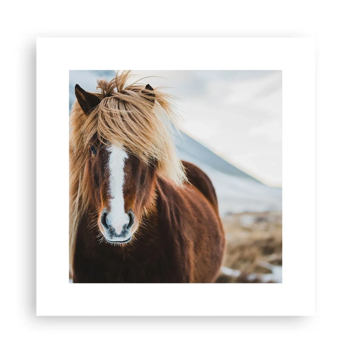 Poster - Spürst du die Freiheit? - 30x30 cm