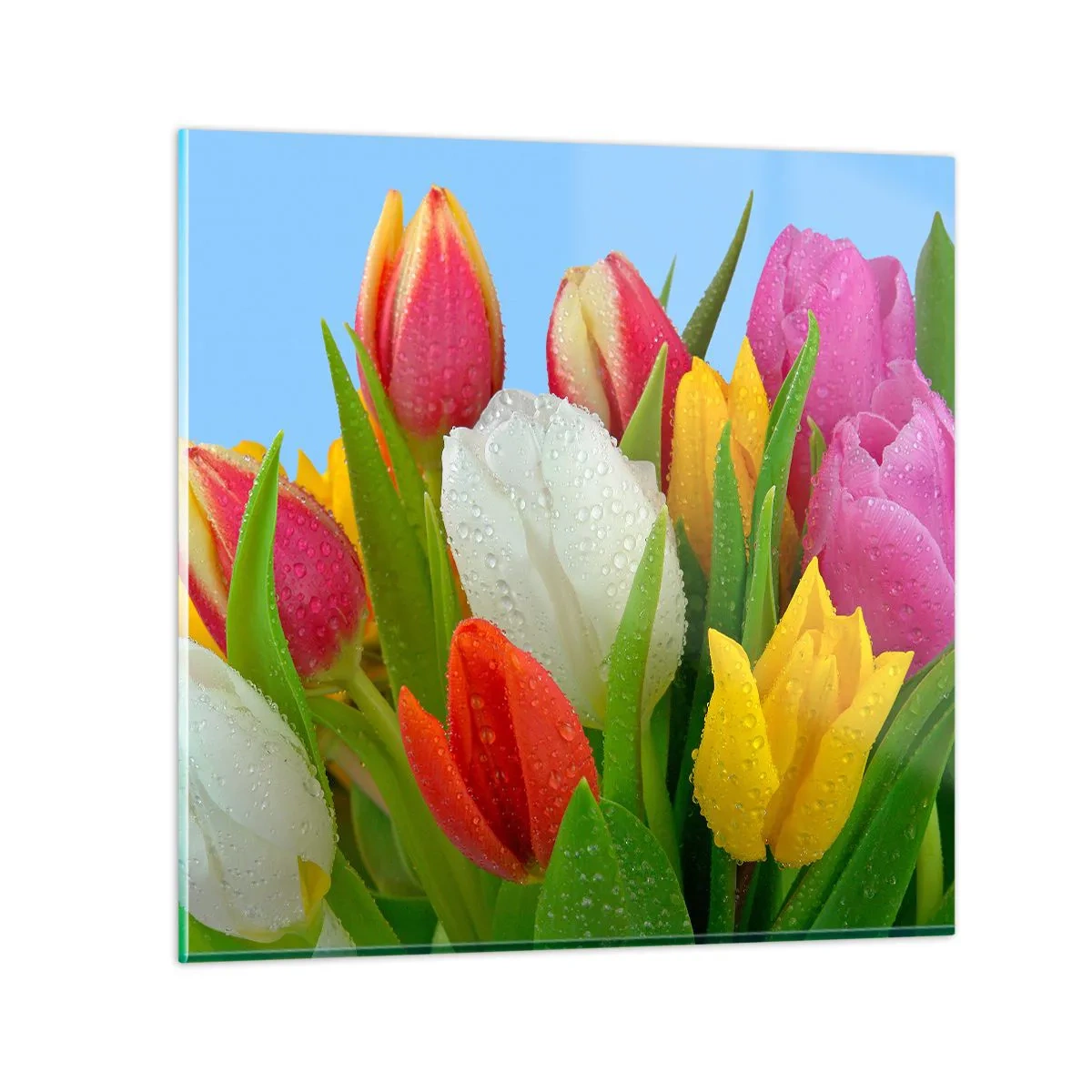 Glasbild - Bild auf glas - Ein blumiger Regenbogen in Tautropfen - 60x60 cm
