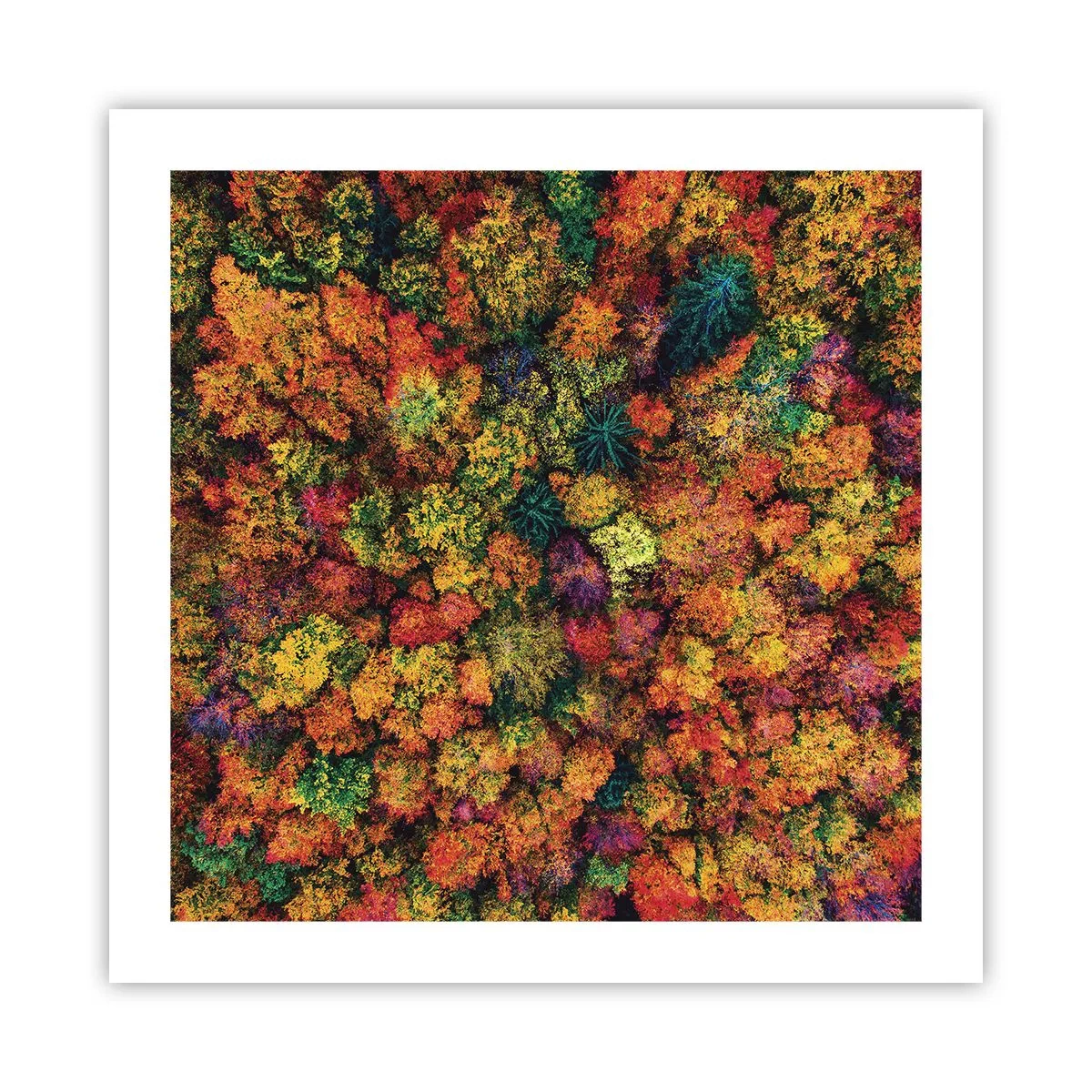 Poster - Blumenstrauß aus Herbstbäumen - 50x50 cm