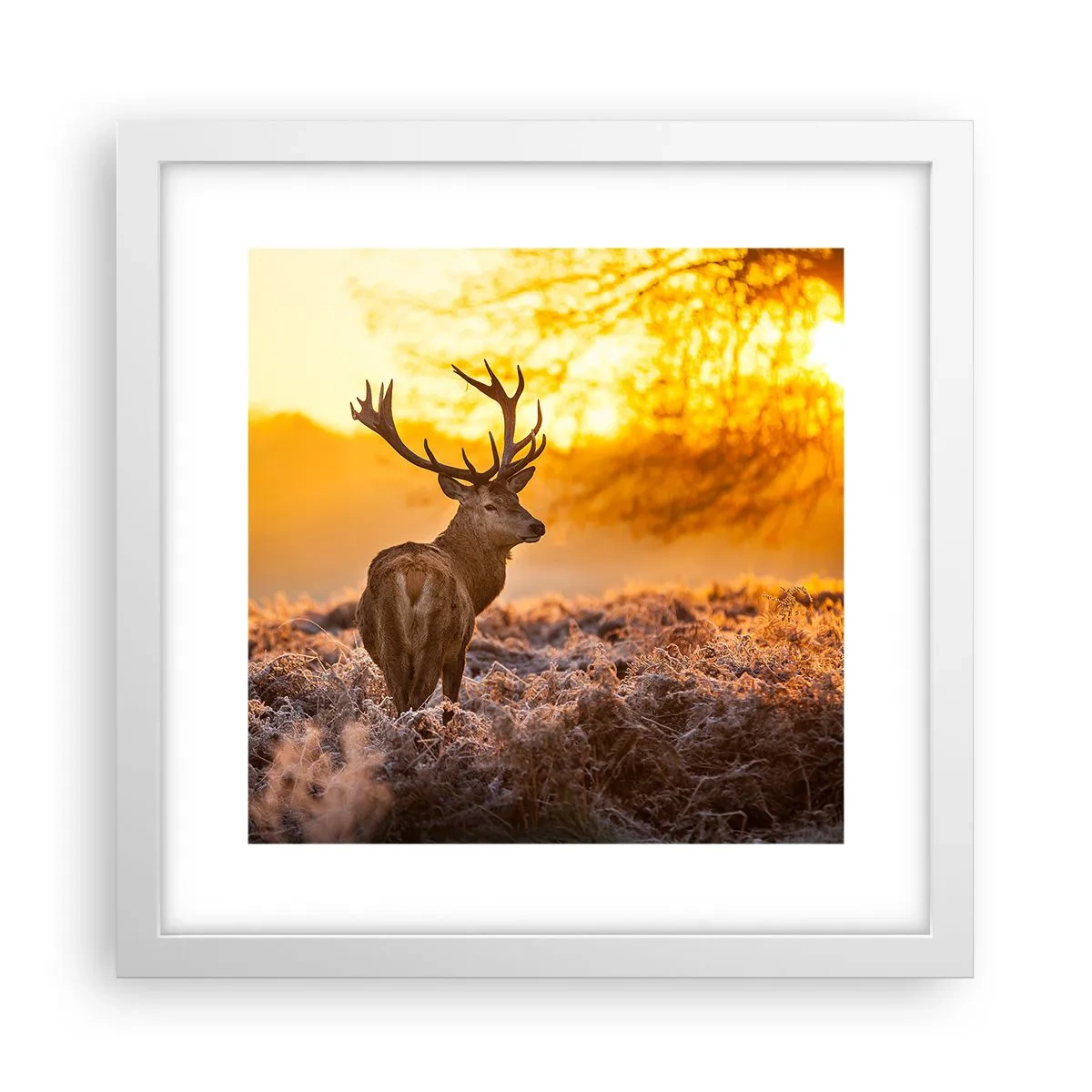 Poster in einem weißen Rahmen - König des Herbstwaldes - 30x30 cm