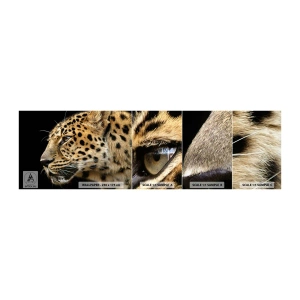 Fototapeten Muster Selbstklebend Deluxe Sticker - Ruhig, fokussiert, bereit - Tiere, Leopard, Afrika - 100x30 cm