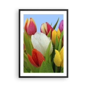 Poster in einem schwarzem Rahmen - Bunte Tulpen mit Tautropfen auf ihren Blütenblättern - 50x70cm - Ein blumiger Regenbogen in Tautropfen - Moderne Wanddekoration für Wohnzimmer und Schlafzimmer ARTTOR