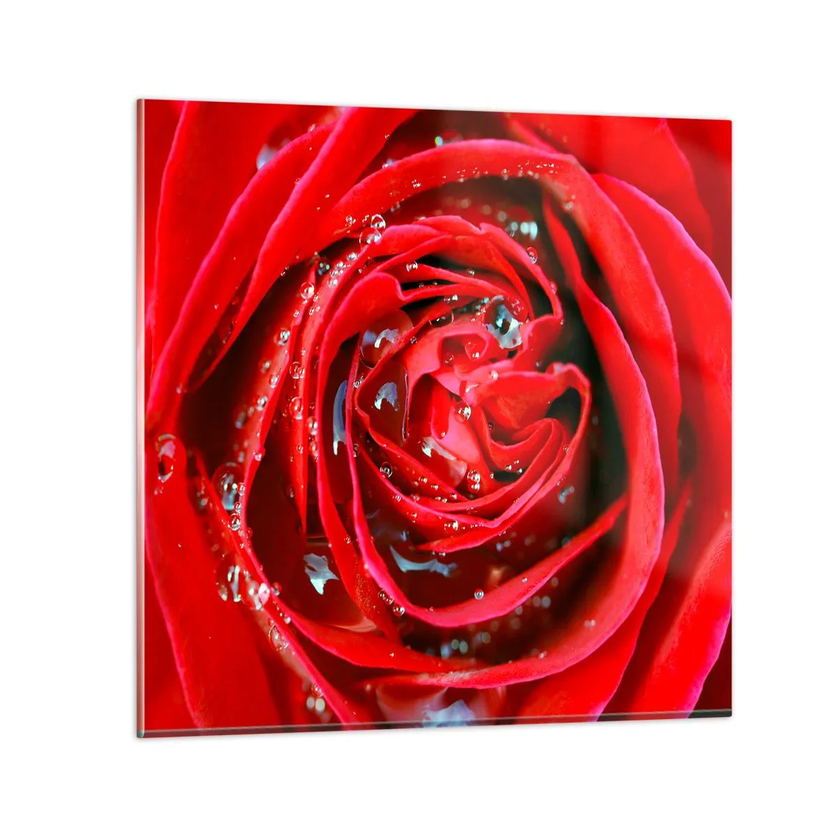 Glasbild - Bild auf glas - In den Tautropfen - 40x40 cm