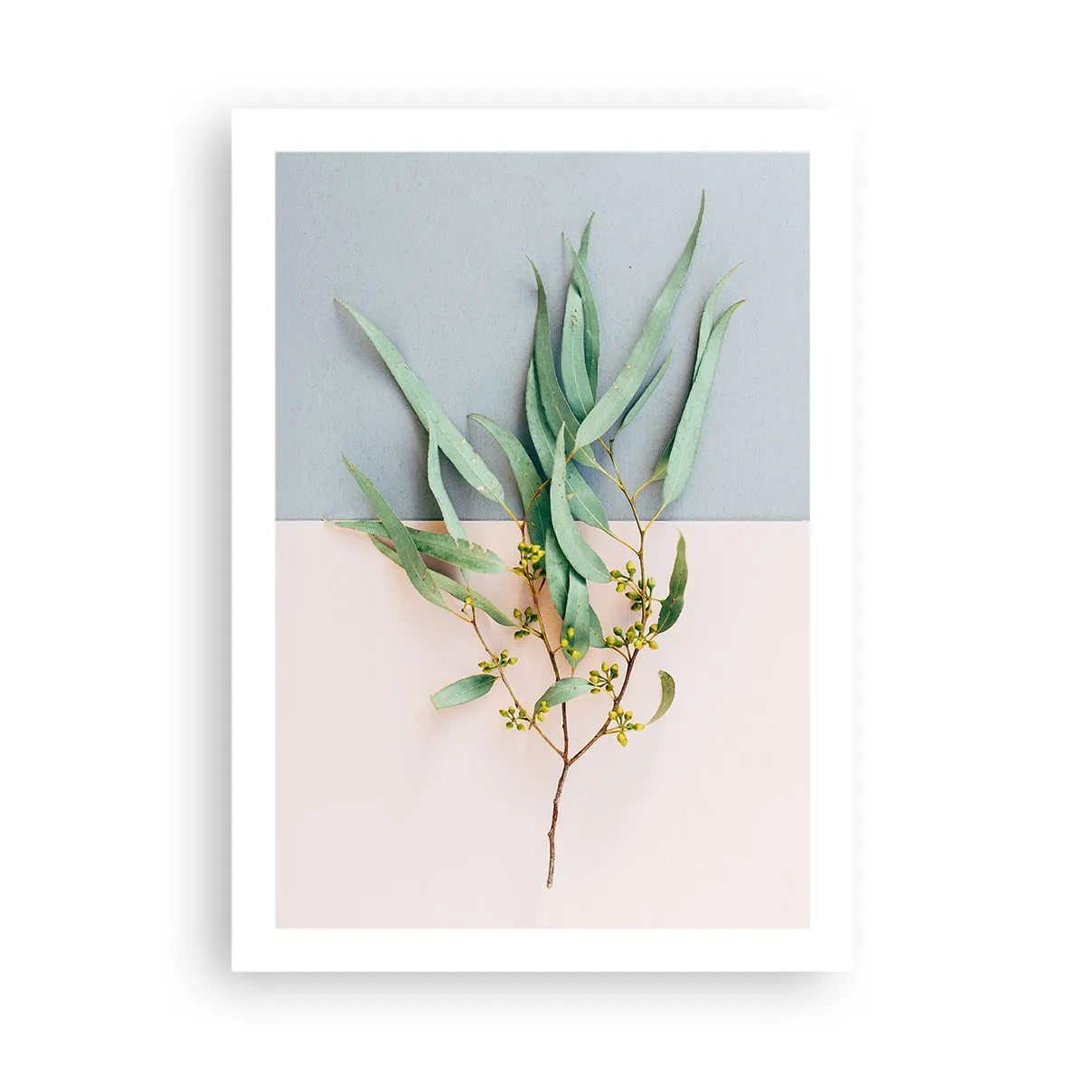 Poster - Ein Zweig Eukalyptus auf pastellfarbenem Hintergrund - 50x70cm - Pastellige Subtilität - Moderne Wanddekoration für Wohnzimmer und Schlafzimmer ARTTOR
