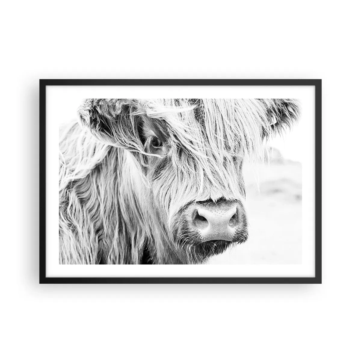 Poster in einem schwarzem Rahmen - Porträt einer schottischen Kuh in Schwarz und Weiß - 70x50cm - Schottische Wildheit - Moderne Wanddekoration für Wohnzimmer und Schlafzimmer ARTTOR