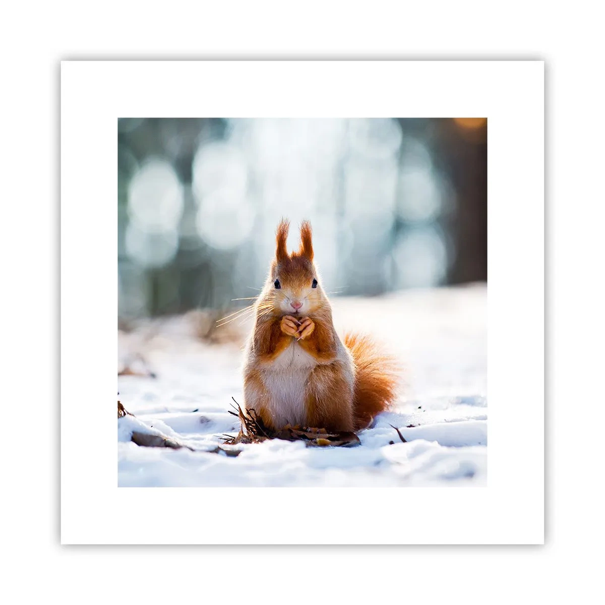 Poster - Wo schaust du hin? - 30x30 cm