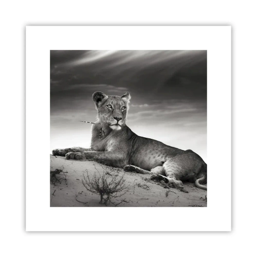 Poster - Die Königin der Wüstenruhe - 30x30 cm