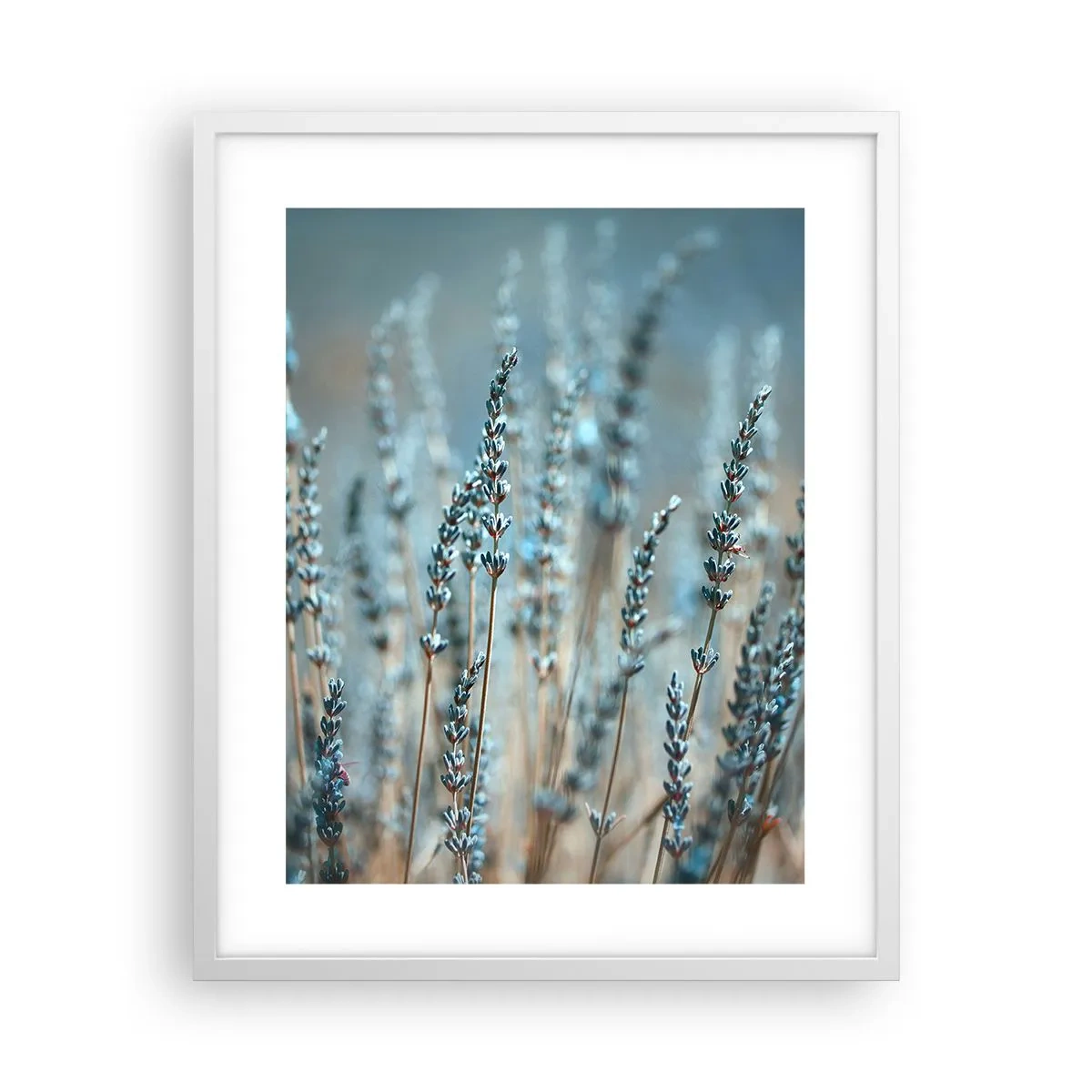 Poster in einem weißen Rahmen - Duftendes Kornfeld - 40x50 cm