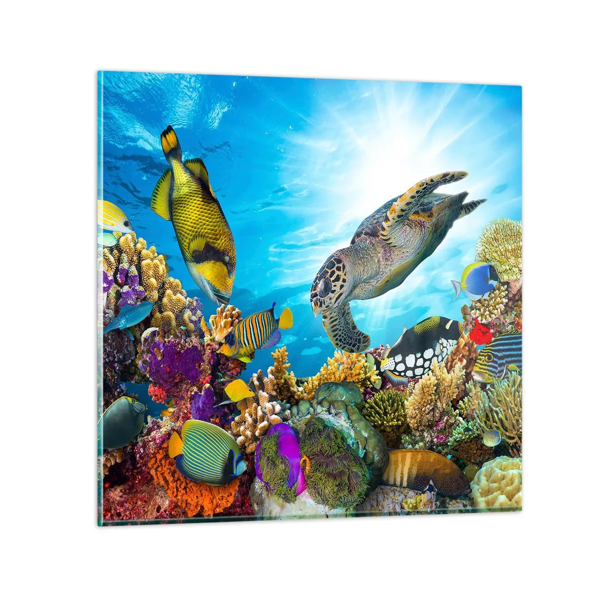 Glasbild - Bild auf glas - Korallenpromenade - 50x50 cm